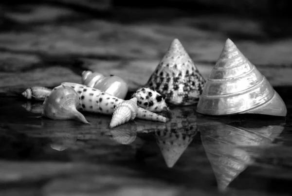 Caracolas 02